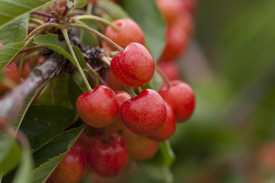 Agriculture : une saison estivale mitigée pour les producteurs de cerises et de concombres