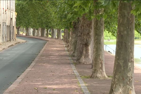 Platanes de Gien sur les bords de la Loire