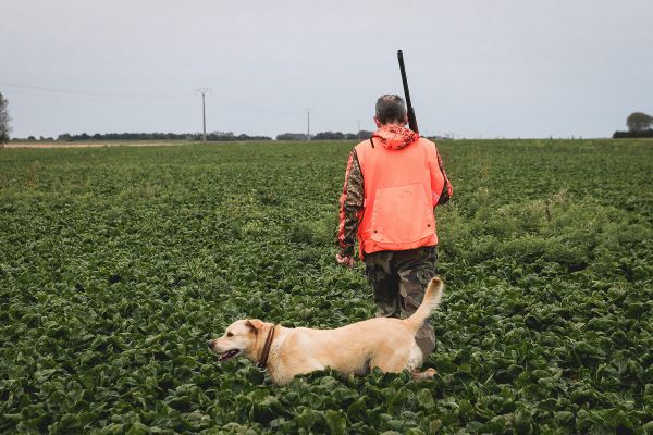 Près de 250 chasseurs ont été contrôlés dans le Cantal en une semaine.