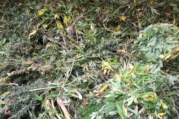 Le cannabis saisi à Villiers-sur-Chizé - octobre 2017