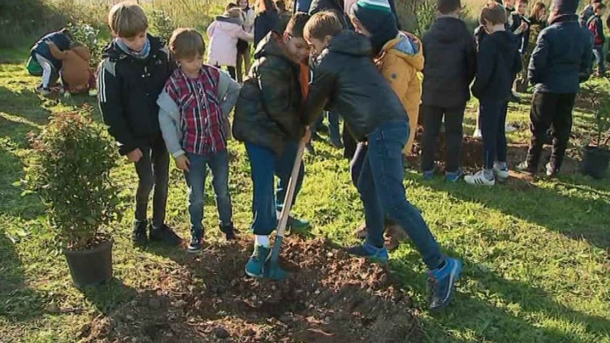 Planter Des Arbres En Occitanie Une Reponse Au Changement Climatique