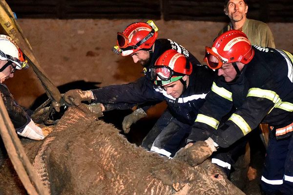 Les pompiers de l'Aisne ont sauvé une vache enlisée dans la boue jusqu'au cou hier peu avant 17h