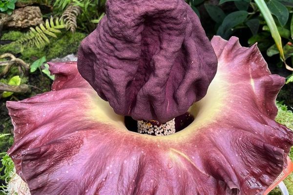 Amorphophallus paeoniifolius, le 22 juillet 2022au Jardin Botanique de Villers-lès-Nancy