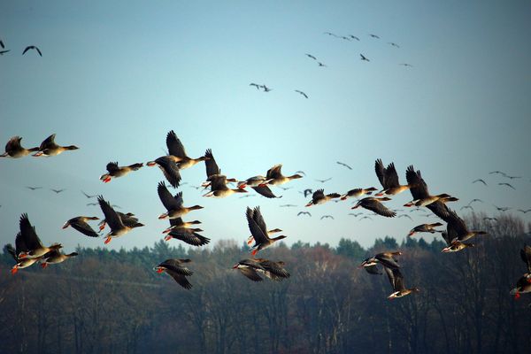 Lles oiseaux migrateurs très impactés par ces modifications climatiques