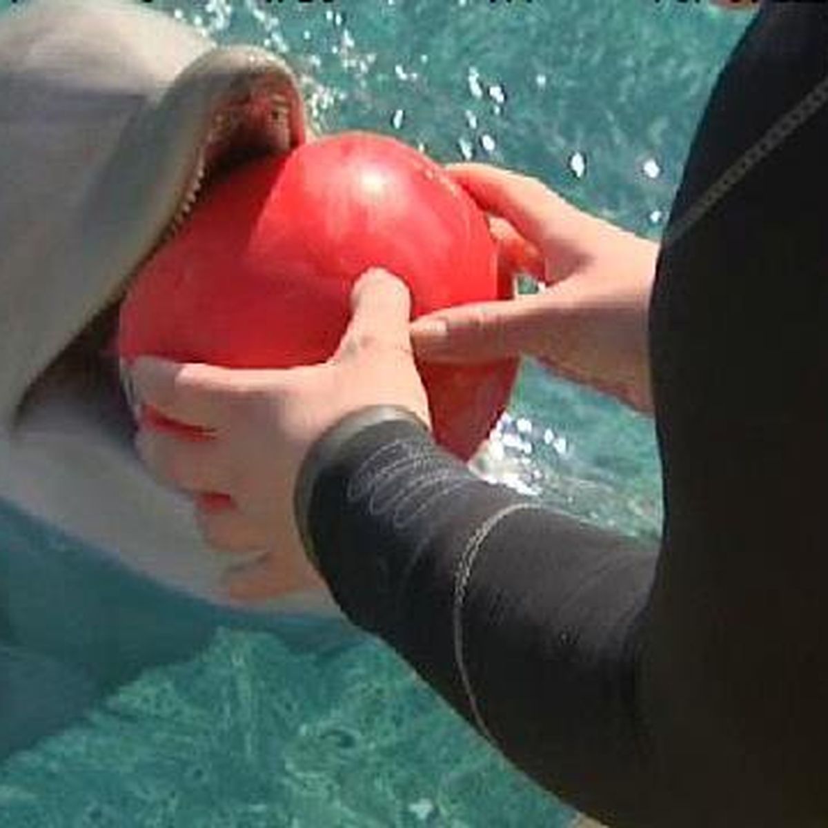 durée rencontre dauphin marineland