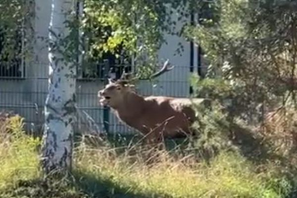 Un cerf a trouvé refuge près de la gendarmerie de Senlis (Oise) après avoir été traqué par l'équipage de chasse à courre du Rallye des Trois Forêts samedi 28 septembre 2024.