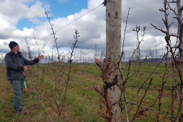 C’est ce que l’on appelle  changer radicalement de vie. Ancien chercheur et enseignant en chimie à l’université de Lille, Laurent Bodineau a décidé de s’installer comme arboriculteur dans le Puy-de-Dôme. Un choix qu’il ne regrette pas.