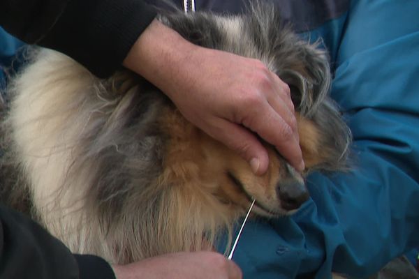 Faire prélever l'empreinte génétique de son chien sera bientôt obligatoire pour le promener à Saint-Omer.