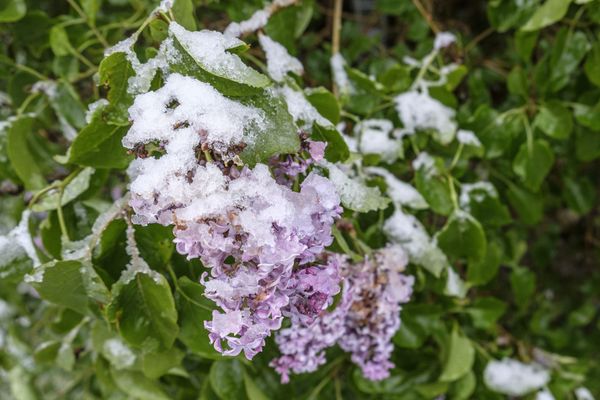 Lilas sous le gel au mois de mai