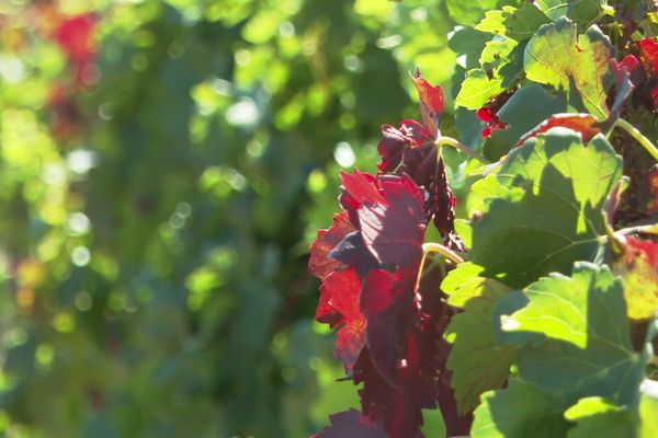 Vigne atteinte de flavescence dorée dans l'Aude