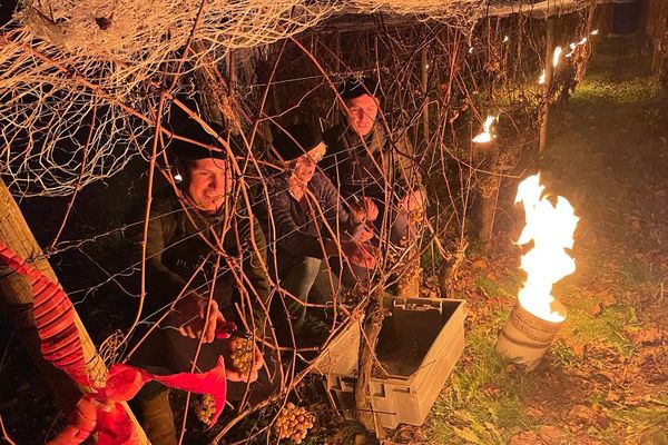 Les vignerons de Viella (Gers) perpétuent la tradition pour les 30 ans des vendanges de la Saint-Sylvestre