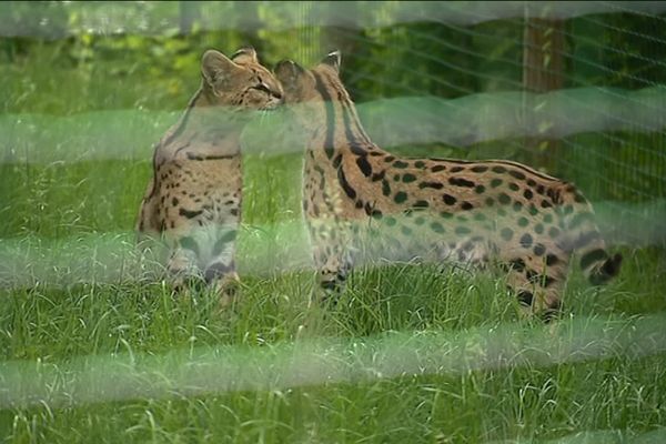 L'enquête devra notamment déterminer si le serval, qui portait un collier, avait un propriétaire.