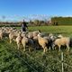 Dans le pré-verger de Remy, moutons et pommiers vivent en harmonie.