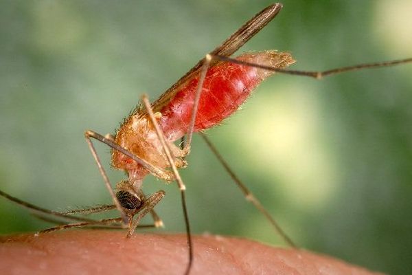 Le moustique Anopheles gambiae « prenant un repas de sang » selon l’expression du médecin !