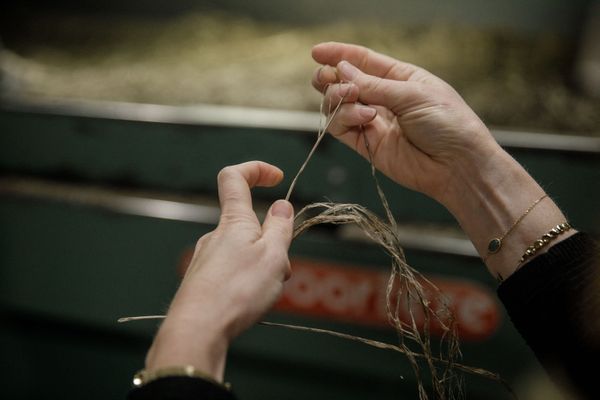 Chez "LA Linière" dans le Nord la paille, la fibre et l'anas de lin sont récupéré pour la production.