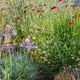 Dans un massif, les plantes se font de l'ombre mutuellement et préservent ainsi l'humidité.