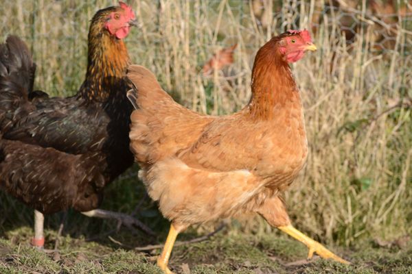 D’où viennent les poulets que nous mangeons ? Dans quelles conditions ont-ils été élevés ? Pour ne pas se faire plumer, les consommateurs veulent davantage de traçabilité. Depuis 2016, les volailles fermières d’Auvergne montrent patte blanche grâce à un QR Code qu’il suffit de flasher.