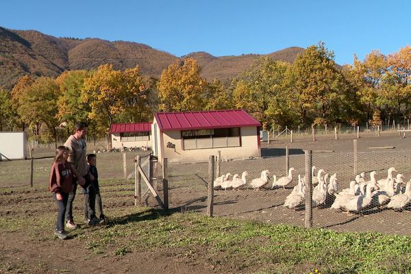 La grippe aviaire impacte la production de foie gras de cet exploitant bio des Alpes-de-Haute-Provence.