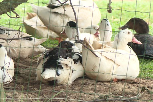 Face à des cas de contamination à l'Homme de la grippe aviaire,15 pays d'Europe dont la France, ont commandé près de 700 000 doses d'un vaccin pour humain contre la grippe aviaire pour être prêts.