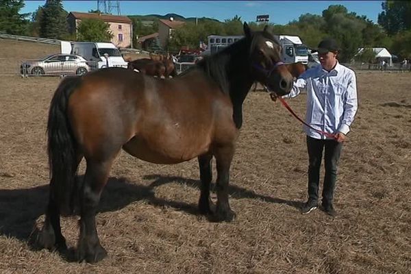 Cheval de montagne, sélectionné depuis des siècles pour sa rusticité, le cheval d’Auvergne a bien failli disparaître dans les années 90. 