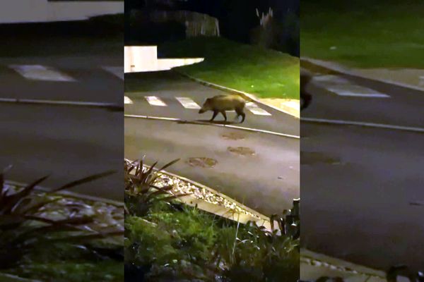 Des amateurs ont pu filmer la balade nocturne de plusieurs sangliers sur la commune de Bidart.