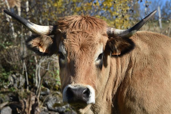 Le décret a été officiellement publié jeudi 24 mai : le territoire de l'Aubrac est devenu le 53e Parc naturel régional. L'Aubrac, plateau volcanique et granitique, est connu avant tout pour sa race bovine du même nom, l'élevage étant la première économie du massif. 