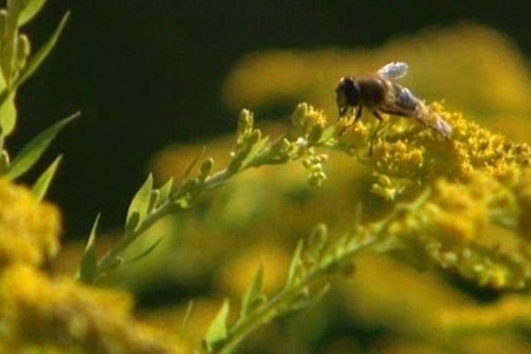 Une année calamiteuse pour les abeilles