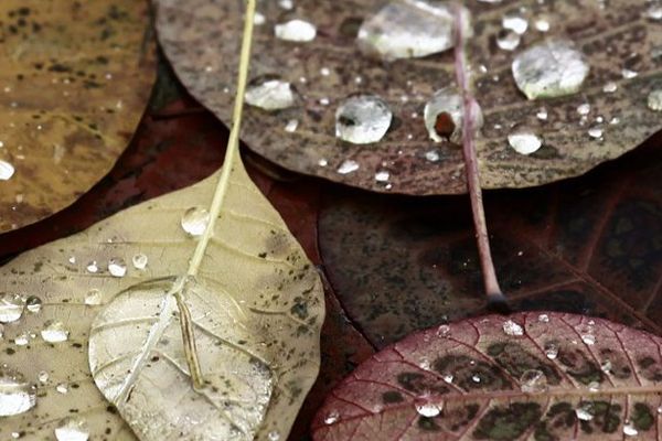 Pluie sur feuilles mortes illustration