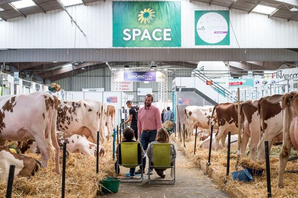 Un éleveur avec ses vaches, lors du 33ème SPACE à Bruz (Parc expo de Rennes), le 10 septembre 2019.