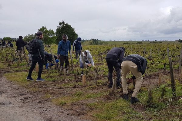 Près de 70 personnes ont participé à une formation dans les vignes du chateau Pedesclaux à Pauillac grâce à l'association Ovale Citoyen.