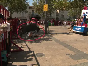 Spectateur blessé par un taureau lors de l'encierro de la fête votive de Mauguio (Hérault) en août 2024.