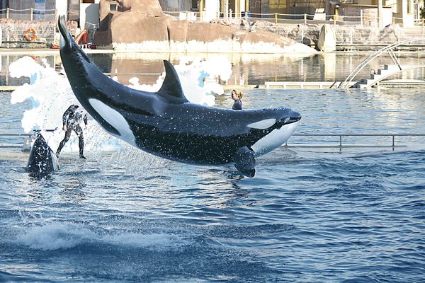 19 juin 2017, parc aquatique Marineland d'Antibes (Alpes-Maritimes) : La fin des spectacles avec des orques avait été annoncée sous cinq ans en France.