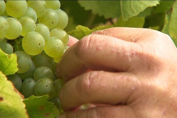 Dans le Bergeracois la vendange des blancs a débuté