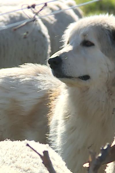 Nîmes - un patou en protection avec un troupeau de brebis - mars 20240.