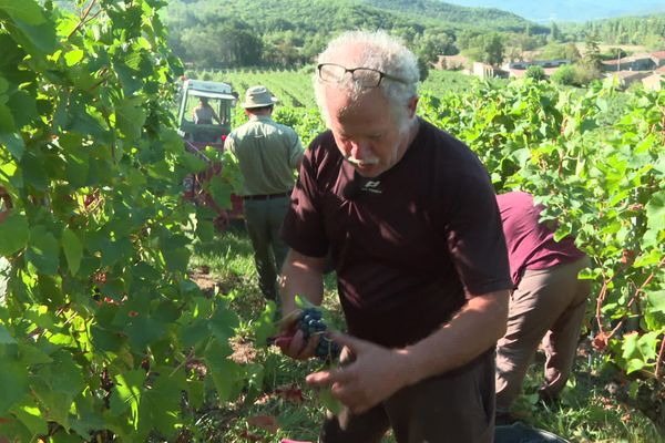 De plus en plus de viticulteurs font appel aux retraités pour les vendanges, comme dans cette parcelle du Diois, dans la Drôme.