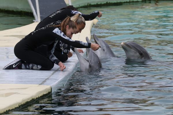 Le Marineland d'Antibes va fermer ses portes en janvier 2025. La décision a été annoncée ce mercredi 4 décembre.