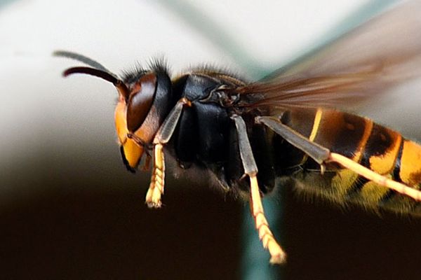 Le frelon asiatique est un prédateur des abeilles, il se reconnaît facilement  à son corps noir lisse, la bague orange sur l’abdomen et  les extrémités des pattes jaune clair.