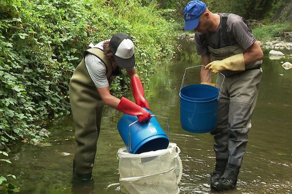 Les pêcheurs déplacent les poissons pour leur éviter l'asphyxie