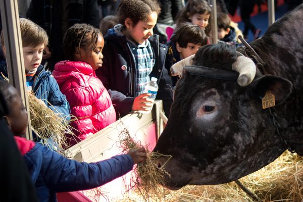 Au Salon international de l'agriculture, samedi 24 février 2018