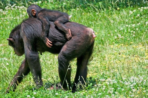 Une femelle bonobo avec son petit