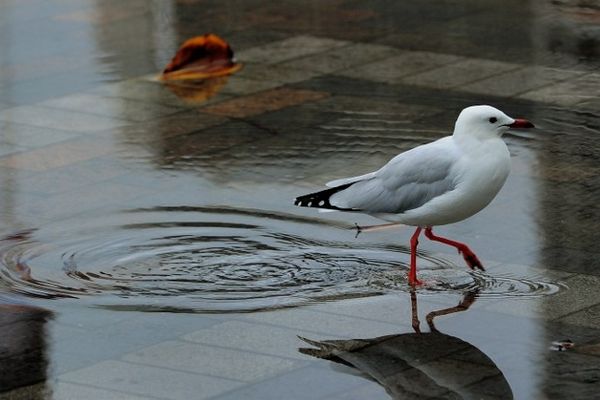 "Quand les mouettes ont pied, il est temps de virer", proverbe breton