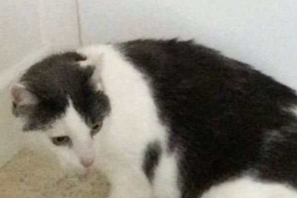 Toni le chat retrouvé par ses propriétaires Allemands deux ans après