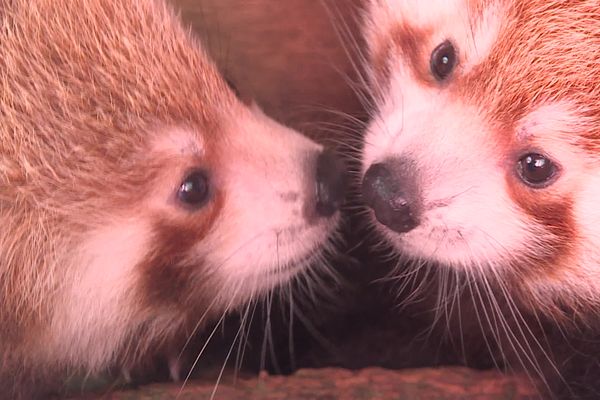 Le parc animalier d'Auvergne, dans le Puy-de-Dôme, se réjouit de la naissance de deux pandas rous, de quatre bébés loutres et de deux gazelles de Mhorr.