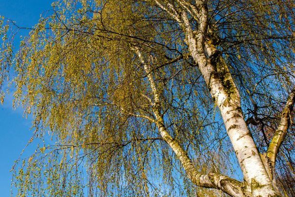 Risque maximum, cette semaine, pour les allergies aux pollens de bouleaux dans la région Centre.