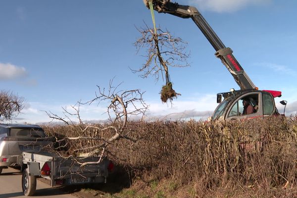 À l'arrivée des clients, les arbres sont déplantés et mis dans les véhicules. Le Chauchet (Creuse), le mardi 26 décembre 2023.