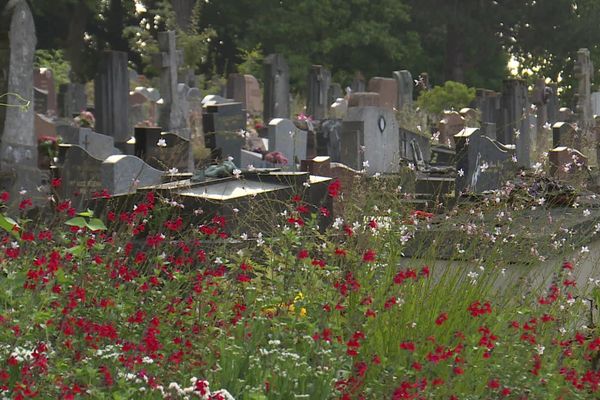 Le fauchage tardif a permis l'apparition de fleurs sauvages au cimetière monumental de Rouen.