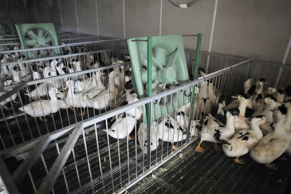 Un élevage de canards gras dans le sud-ouest de la France