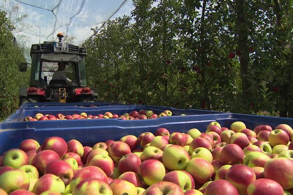 Cinq fruits ont été étudiés dans le Cher, dont les pommes.