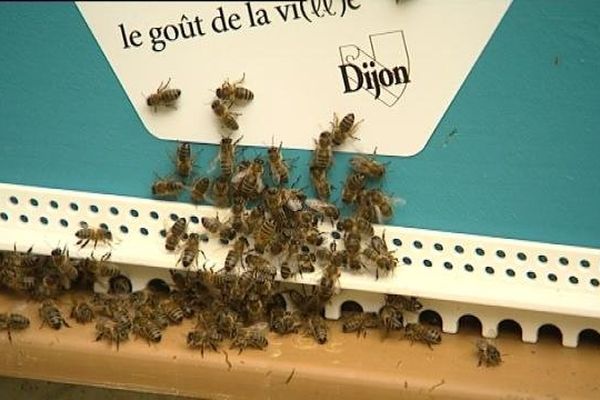 Le rucher de Dijon avait été officiellement installé le 25 mai 2013