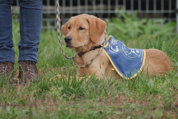 À l’école des chiens guides d’aveugle de Cernay dans le Haut-Rhin, les canidés apprennent à devenir des chiens fiables pour leurs futurs bénéficiaires.